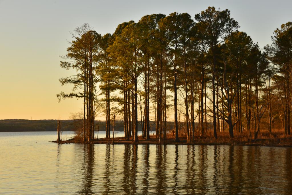Pine trees by water